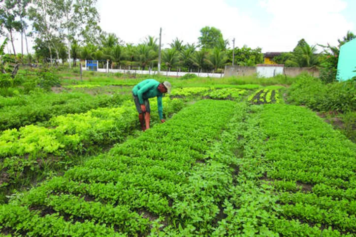 Investimento na agricultura familiar alagoana financiou a produção de 146 pequenos agricultores ligados a 15 associações e cooperativas