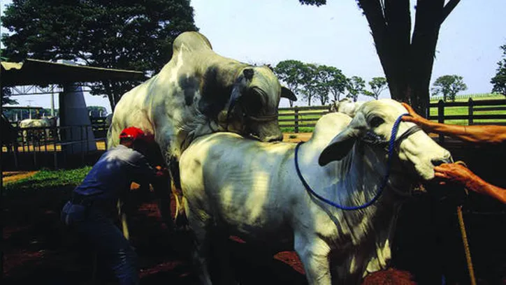 Ferramenta permite ao produtor determinar a melhor época do ano para o nascimento dos animais