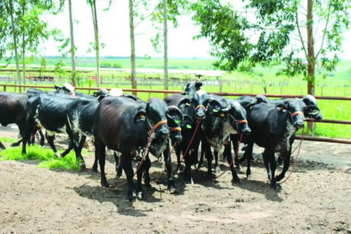No leilão, estarão disponíveis bezerras, vacas em lactação e prenhez de alto padrão