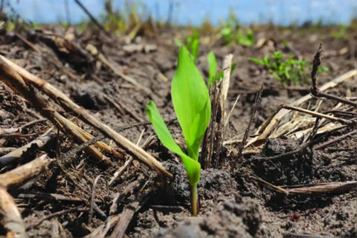 Área plantada em Alagoas ultrapassa os números de cultivo da safra passada
