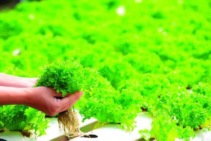 Imagem ilustrativa da imagem Hidroponia reduz uso de defensivos agrícolas