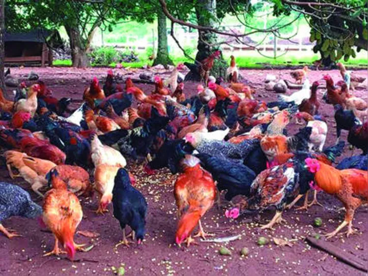 Produtor não deve reunir mais de uma espécie em um mesmo aviário, nem lotes de animais de idades diferentes