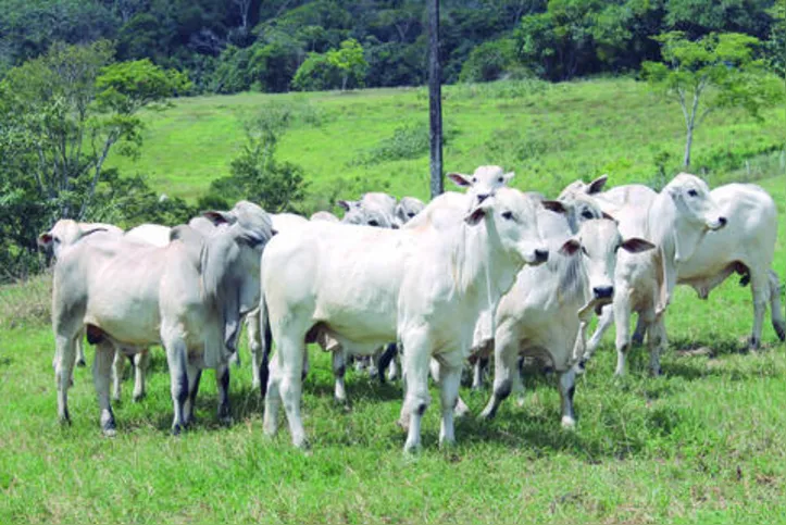 Em Alagoas, na última semana, arroba do boi variou de R$ 240,00 a R$ 250,00
