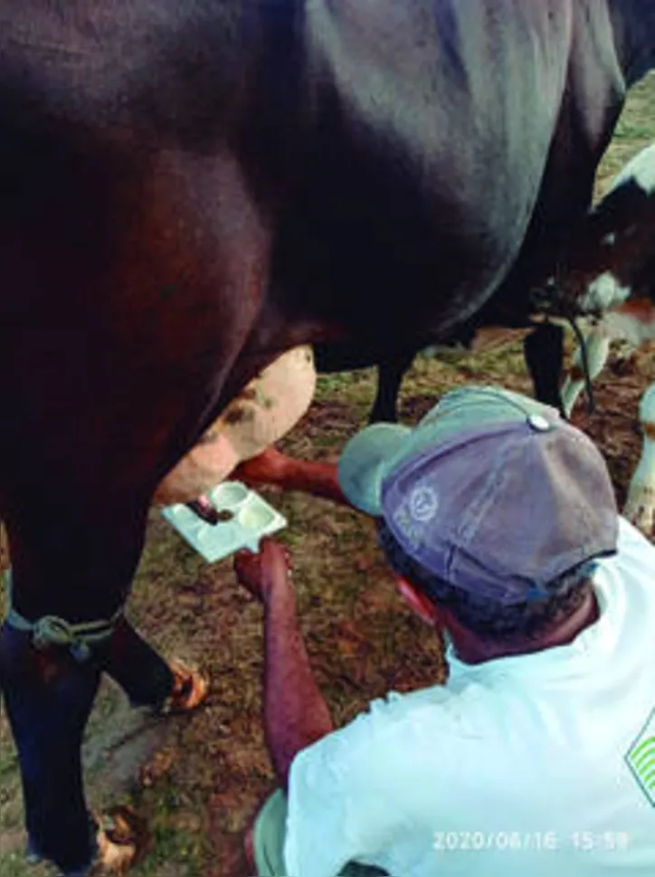 Técnicos orientam criadores para que produção de leite se mantenha com a qualidade devidamente assegurada