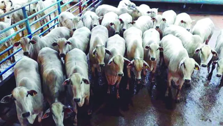 Proposta de redução da idade de animais, potencializaria os índices produtivos e resultaria em aumento de arroba produzida por hectare