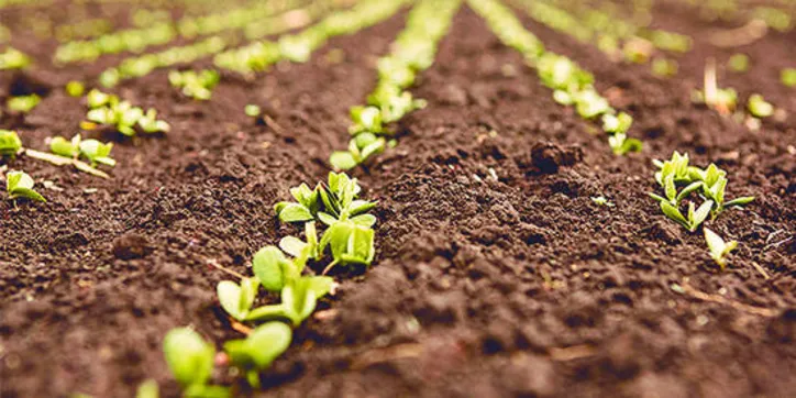 A agricultura integra os setores produtivos tradicionais que se destacam no cenário econômico nordestino