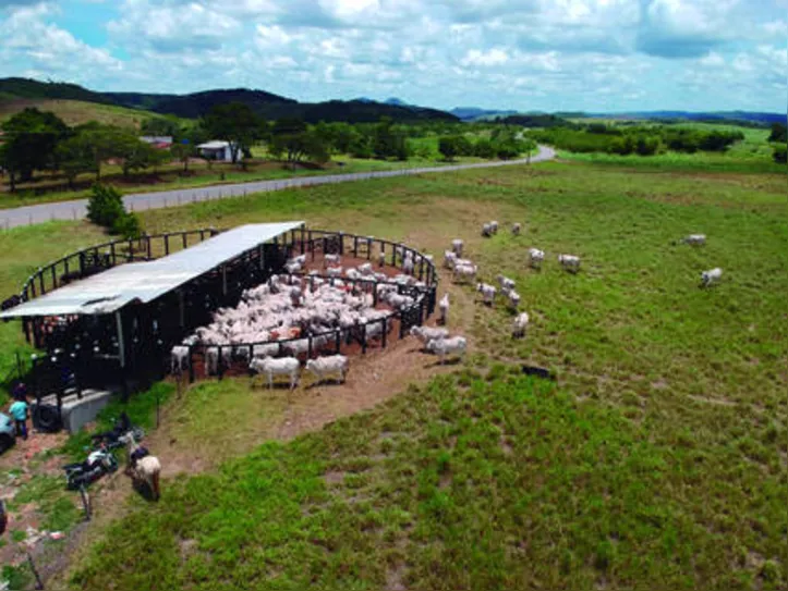 Setor do agro não foi abalado pela pandemia e superou as expectativas para o período