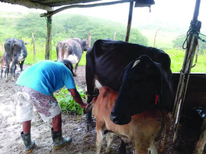 Mais de três mil produtores estão passando por dificuldades sem receber o dinheiro pelo leite fornecido ao programa
