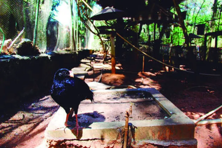 Preservação leva ao retorno de biodiversidades animais que haviam desaparecidos dessas áreas como é o caso de “Mutum”