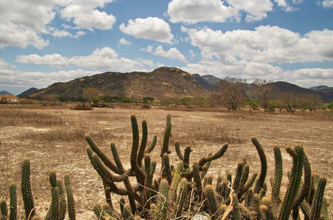 Pesquisa quer descobrir como está a situação da caatinga em Alagoas e quais as áreas onde a deterioração é notável