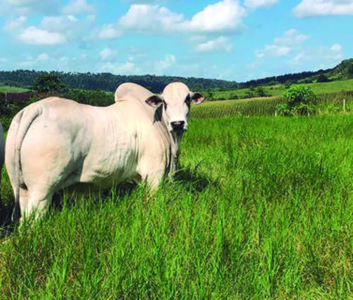 Imagem ilustrativa da imagem DICA RURAL (29 e 30/08/2020)