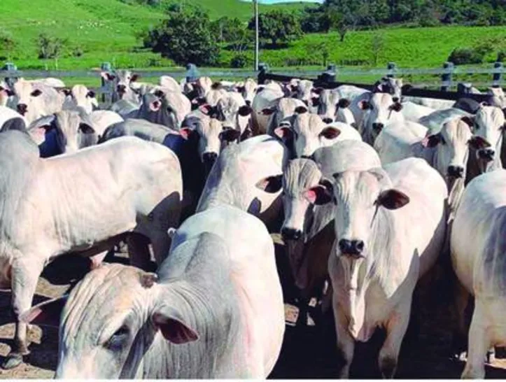 Reflexo da pandemia gerou um aquecimento no mercado, levando a pecuária a um bom momento de preços
