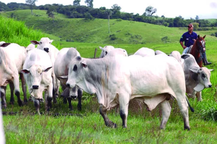 Especialistas lembram que animal precisa demonstrar suas qualidades; biótipo precisa ter equilíbrio entre músculo e osso