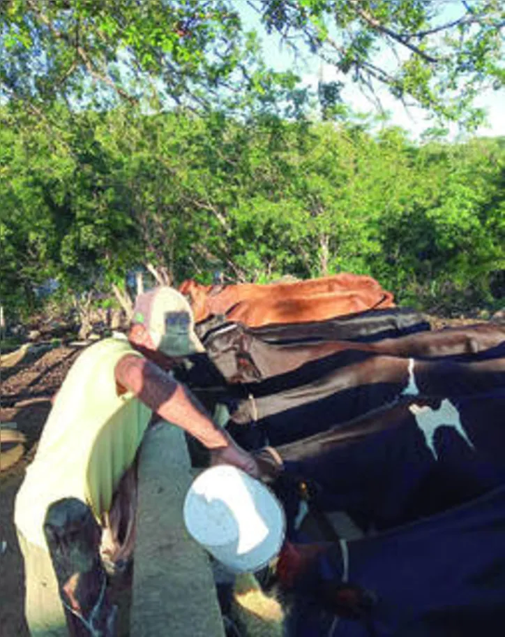 Mais de 2.300 agricultores familiares fornecem leite para o programa em Alagoas