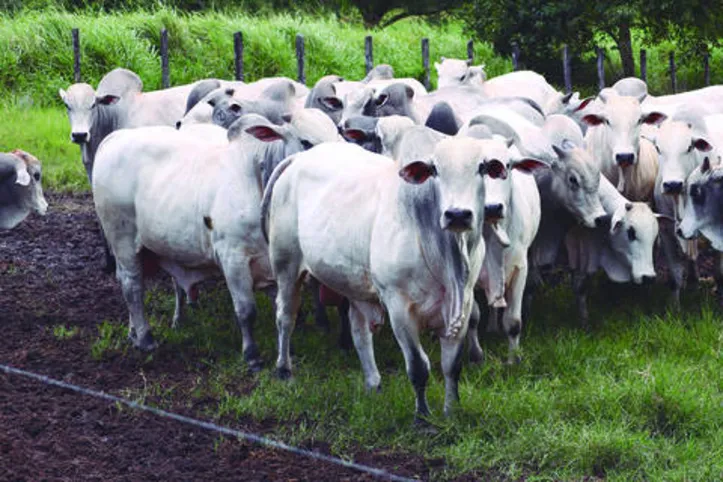 Criatório investe no acabamento de carcaça, produzindo carne de animais jovens e prontos - cada vez mais cedo - para o abate