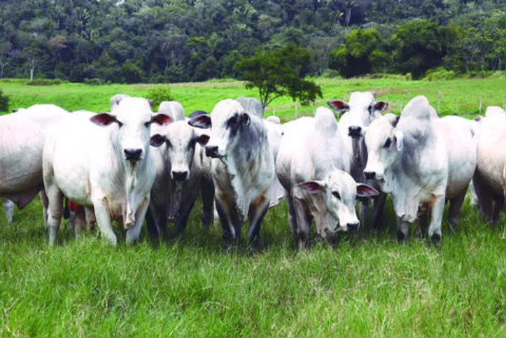 Focada na produção do boi de qualidade, a boiada Varrela é monitorada e comprovada para a produção de carne por meio da ultrassonografia de carcaça
