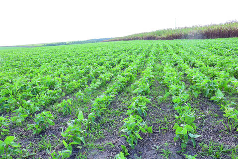Alagoas conta, hoje, com uma área plantada superior a 90 mil hectares de grãos