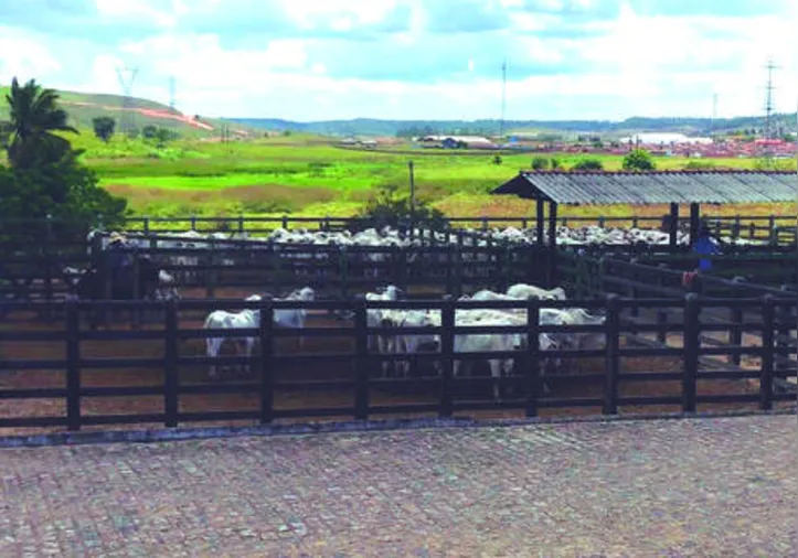 A Adeal informa que criador que não vacinar e declarar fica impossibilitado de transitar e comercializar os animais