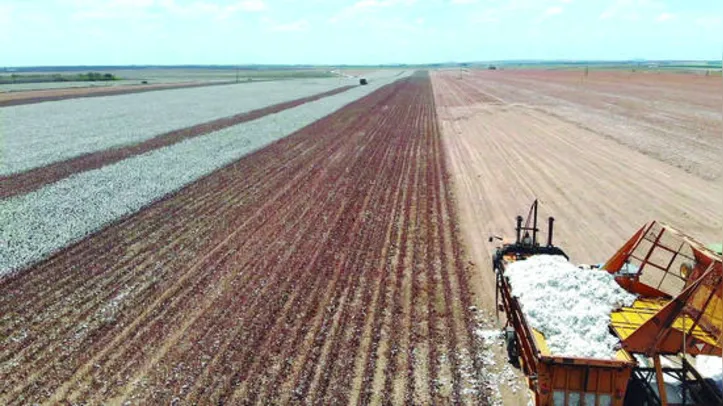 Cultura símbolo de Alagoas, algodão apresenta resultados positivos de produtividade