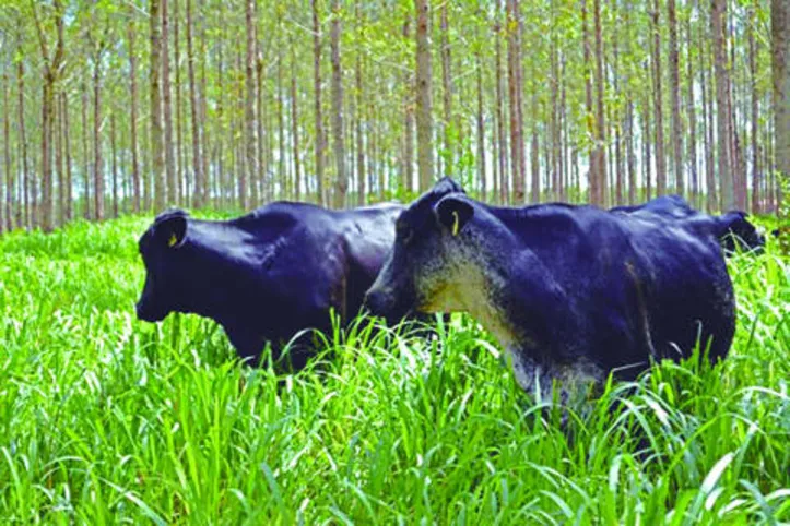 Iniciativa oferece linha de crédito para produtores rurais implementarem tecnologias sustentáveis