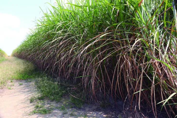 Nordeste, favorecido pelo clima, deve aumentar em 3,6% a oferta de cana, que chegaria a 50,9 milhões de toneladas