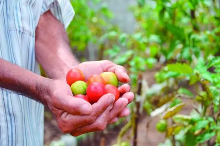 Produtos da agricultura familiar irão abastecer unidades de saúde