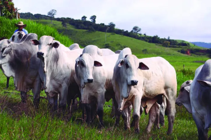 Imagem ilustrativa da imagem DICA RURAL (10 e 11/10/2020)