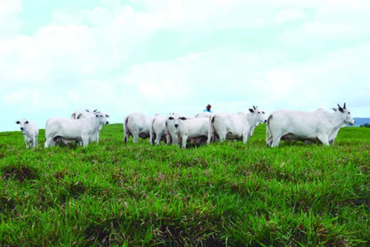 Imagem ilustrativa da imagem DICA RURAL (21 e 22/11/2020)