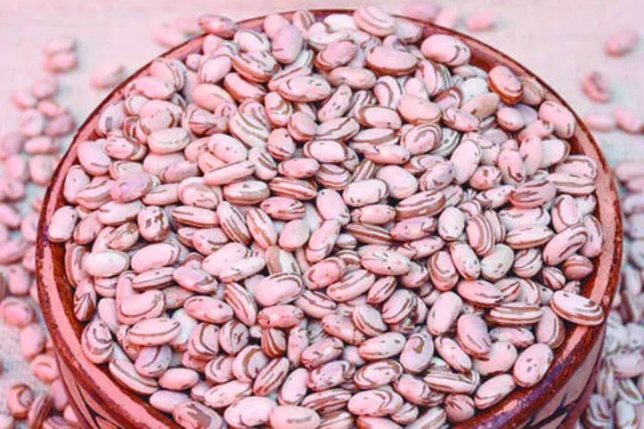 Cultivar também apresenta características interessantes para a indústria, como uniformidade de tamanho e coloração de grãos