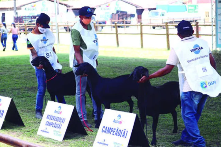 Imagem ilustrativa da imagem Expoagro consagra os melhores do NE