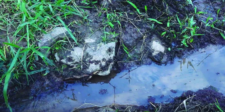 Olhos d’água precisam de proteção da vegetação para manter vazão