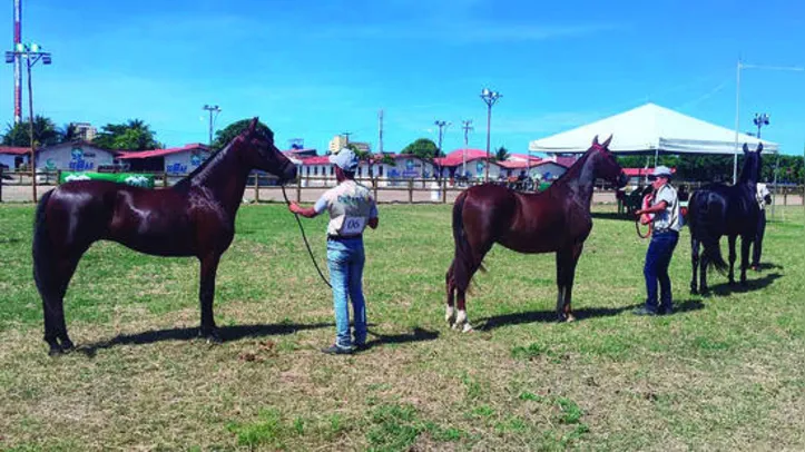 Expoagro contará com programação variada, a exemplo de julgamentos de animais