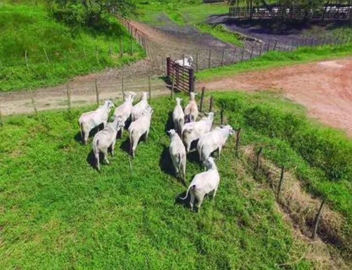 Em 2020, 550 milhões de hectares de propriedades rurais foram cadastrados no sistema