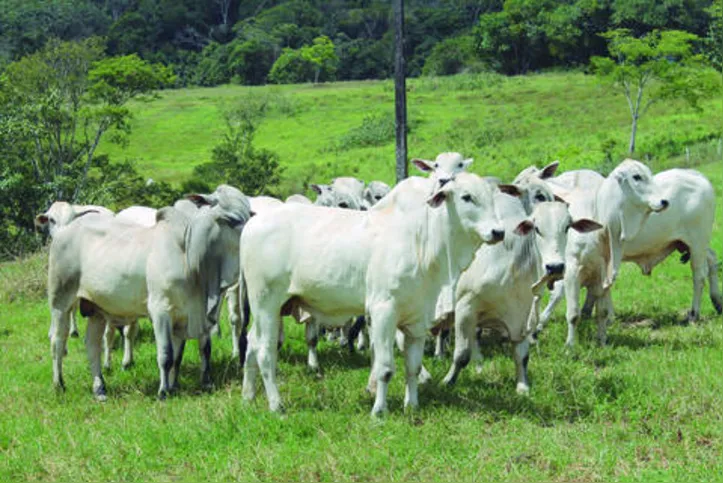 Imagem ilustrativa da imagem Retrospectiva: Agronegócio enfrentou desafios da pandemia