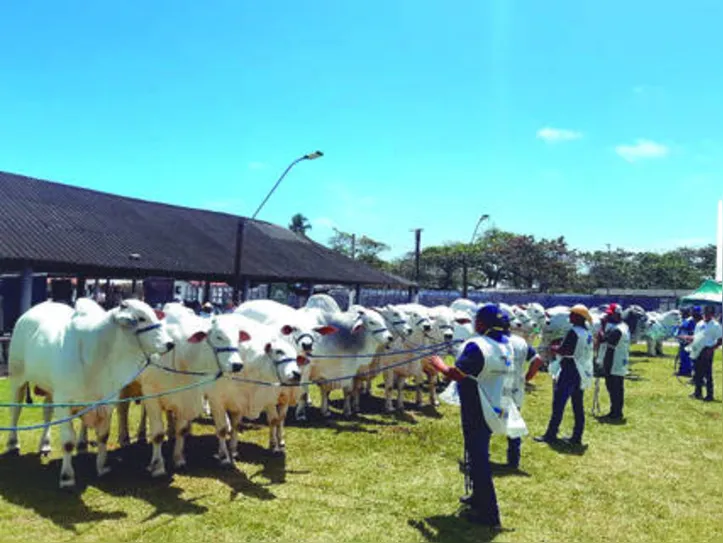 Imagem ilustrativa da imagem Retrospectiva: Agronegócio enfrentou desafios da pandemia