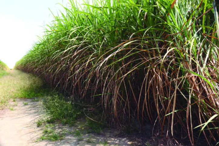 Chuvas contribuem para um cenário mais atrativo para a cana em Alagoas 