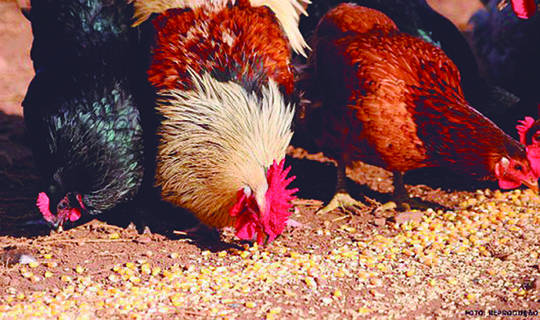 Alterações na alimentação e no espaço físico alavancam a produção