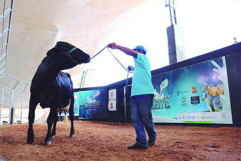 Seleção para o leilão será composta por bezerras, novilha prenhas, fêmeas prenhas de embrião e vacas em lactação