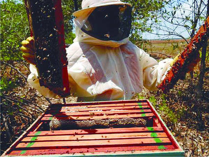 Criação de abelhas está entre as atividade de extrativismo animal