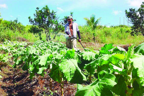 Foram R$ 165,2 milhões aplicados do Programa Nacional de Fortalecimento da Agricultura Familiar (Pronaf)