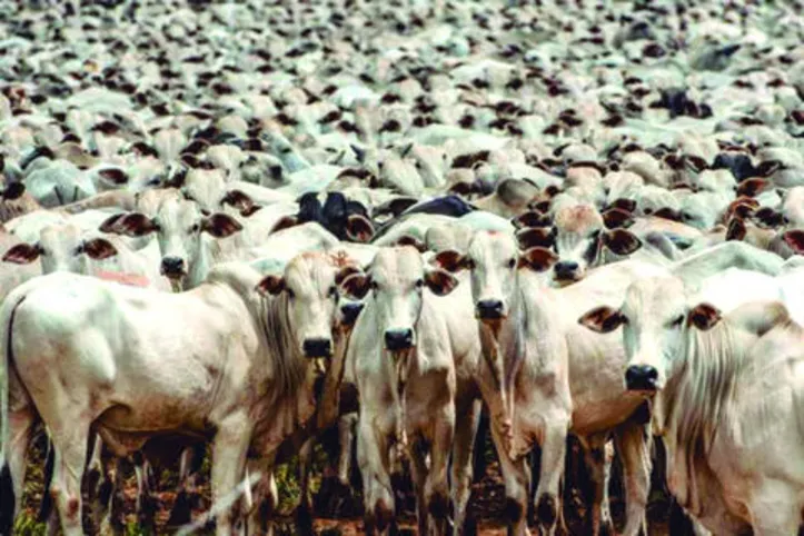 Adeal informou que foram imunizados 457.512 animais contra a aftosa