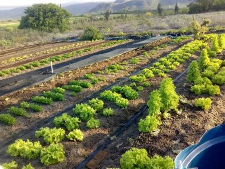 Emater atende agricultores familiares em sete municípios do sertão