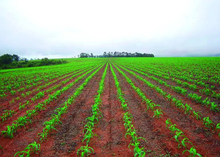 Biopesticidas são importantes ferramentas para tornar a agricultura brasileira ainda mais sustentável