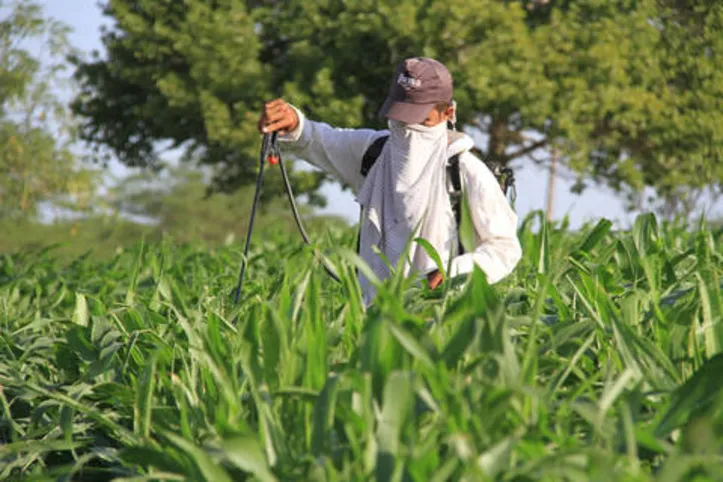 Levantamento aponta que a área a ser colhida é de 67,7 milhões de hectares

