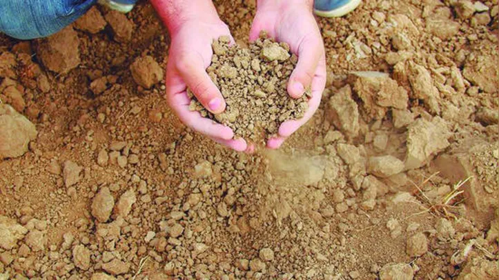 Têm direito ao benefício agricultores com renda mensal de até um salário mínimo e meio, quando tiverem perdas de produção igual ou superior a 50%