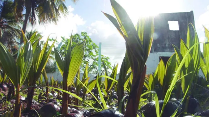 Selo impactou na geração de renda para 1200 produtores e contribuiu para o aumento da capacidade de produção