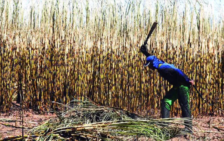 Meta divulgada pelo Sindaçúcar-AL é alcançar uma moagem igual ou superior a 17 milhões de toneladas de cana