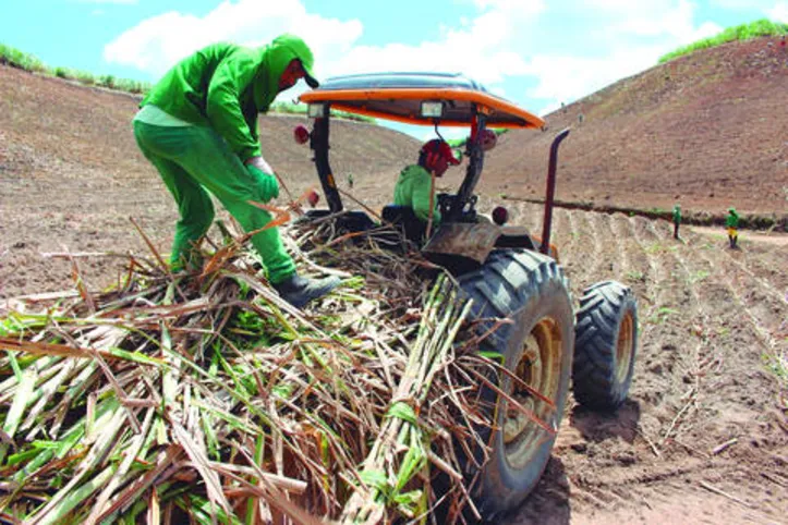 Setor já aposta na próxima safra da cana em Alagoas