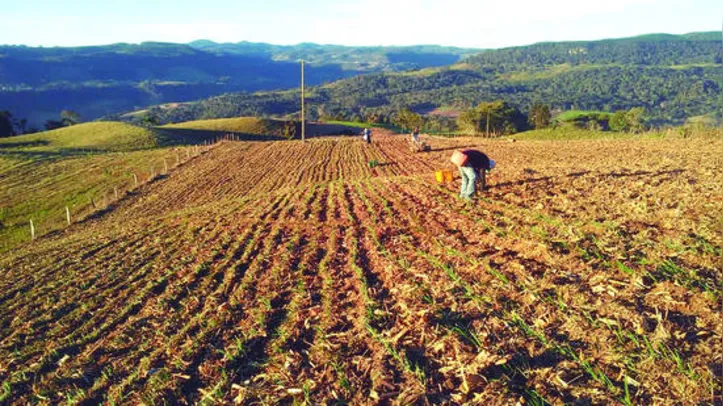 Agricultores aguardam com expectativa a distribuição das sementes pelo Estado