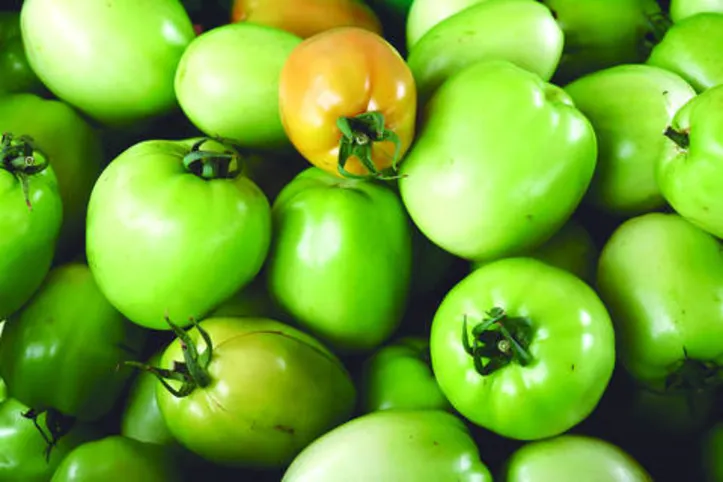 Cultivo de tomates é realizado no município de Viçosa